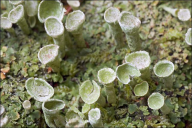 Cladonia chlorophaea