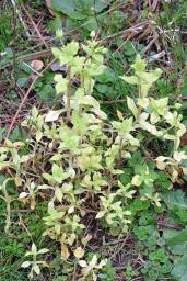 Peronospora alsinearum