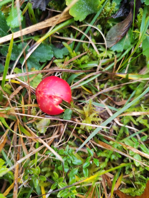 Hygrocybe coccinea