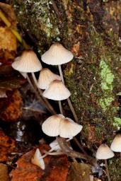 Mycena galopus var. galopus