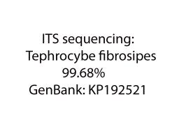 Lyophyllum fibrosipes