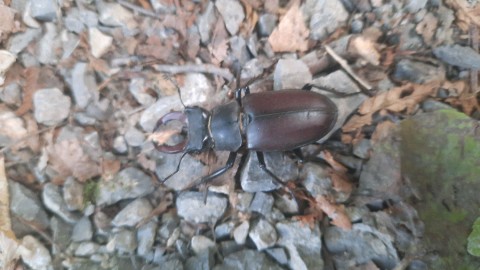 Lucanus cervus