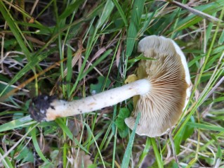 Pholiota lenta