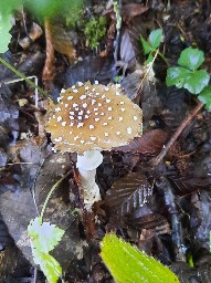 Amanita pantherina