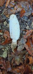Coprinus comatus