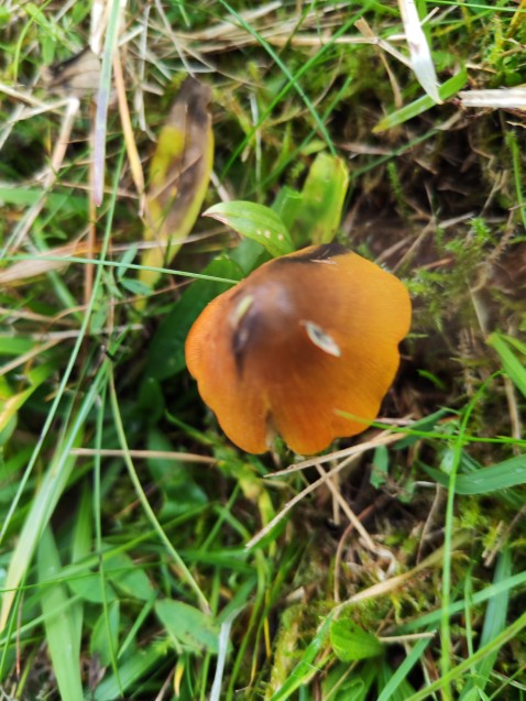 Hygrocybe conica