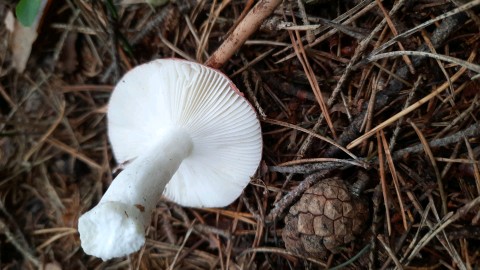 Russula emetica