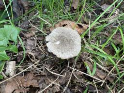 Lepiota griseovirens
