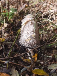 Coprinus comatus