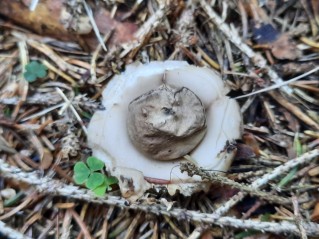 Geastrum fimbriatum