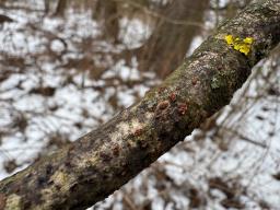 Thyronectria aurigera