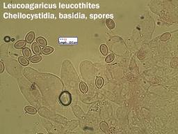 Leucoagaricus leucothites