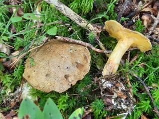 Suillus variegatus