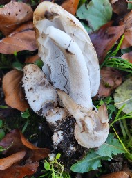 Coprinus comatus