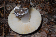 Russula integra