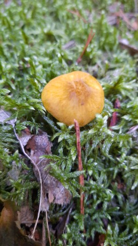 Pluteus leoninus