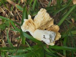 Russula adulterina