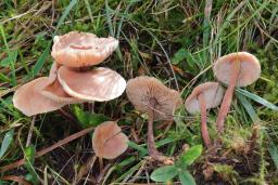 Collybiopsis confluens