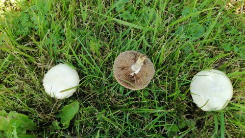 Agrocybe dura