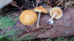 Gymnopilus penetrans