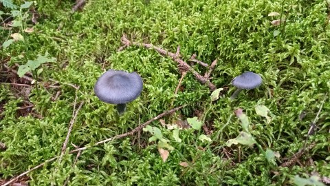 Entocybe nitida