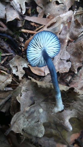 Entoloma corvinum