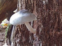 Pluteus salicinus