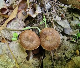 Inocybe calospora