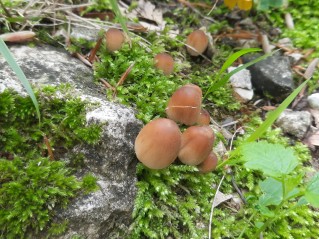 Coprinellus micaceus