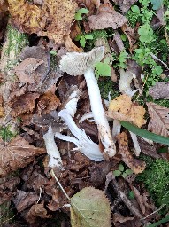 Tricholoma portentosum