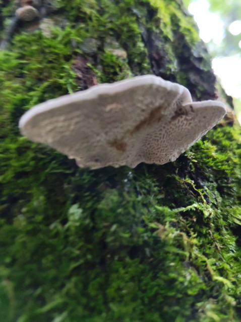Daedaleopsis confragosa
