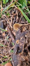 Simocybe haustellaris