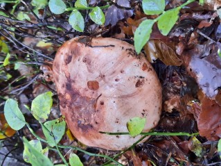 Tricholoma colossus