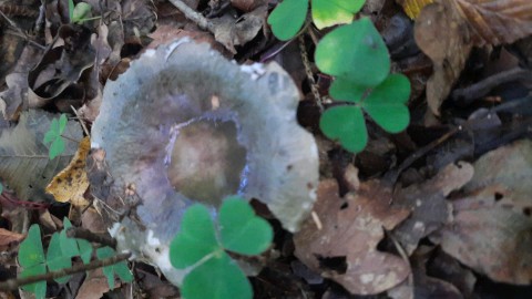 Russula cyanoxantha