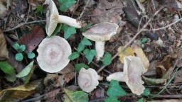 Lactarius circellatus