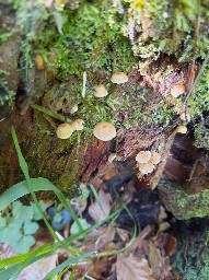 Xeromphalina campanella