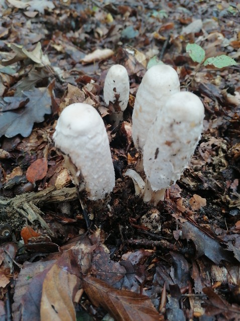 Coprinus comatus