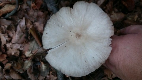 Megacollybia platyphylla