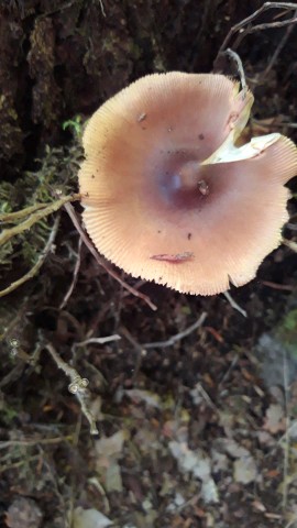 Amanita fulva