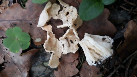 Helvella crispa