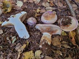 Phlegmacium balteatocumatile