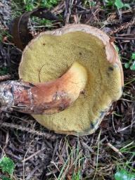 Cyanoboletus pulverulentus