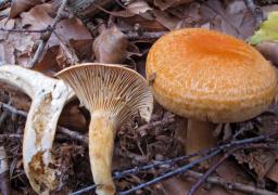 Lactarius porniniae