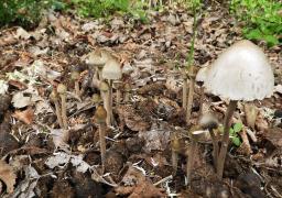 Panaeolus papilionaceus