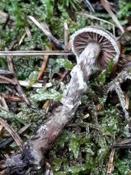 Cortinarius flexipes