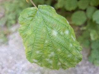 Erysiphe corylacearum