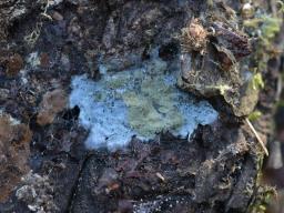 Byssocorticium atrovirens