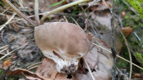 Helvella acetabulum