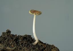 Ephemerocybe marculenta