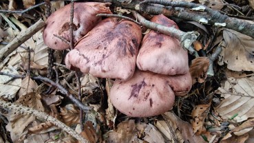 Hygrophorus capreolarius